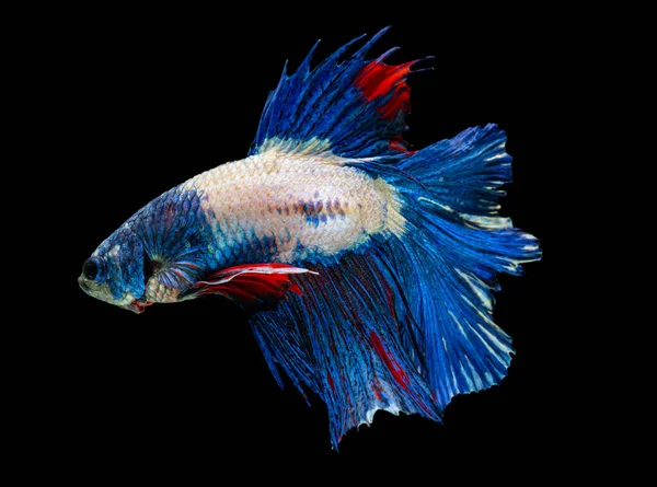 Bela Betta Splendens Meia Lua Siamês Betta Peixe Combate Peixes — Fotografia de Stock