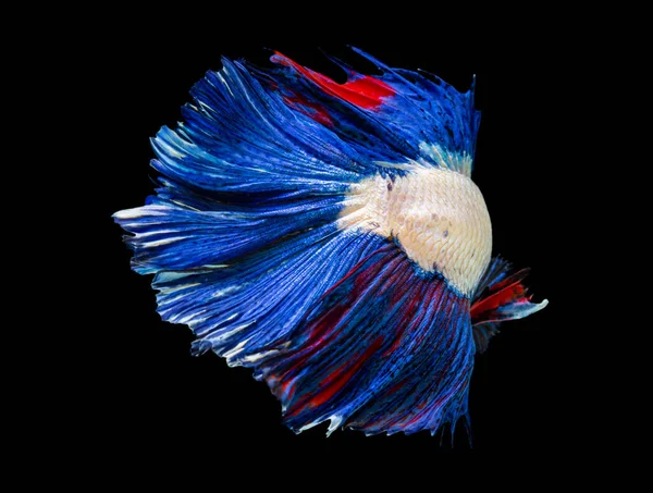 Όμορφη Betta Splendens Μισό Φεγγάρι Σιαμαία Betta Ψάρια Καταπολέμηση Των — Φωτογραφία Αρχείου