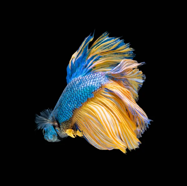 Bela Betta Splendens Meia Lua Siamês Betta Peixe Combate Peixes — Fotografia de Stock