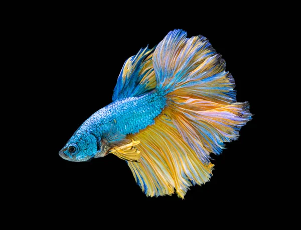 Hermosa Betta Resplandece Media Luna Siamesa Betta Pescado Lucha Contra — Foto de Stock