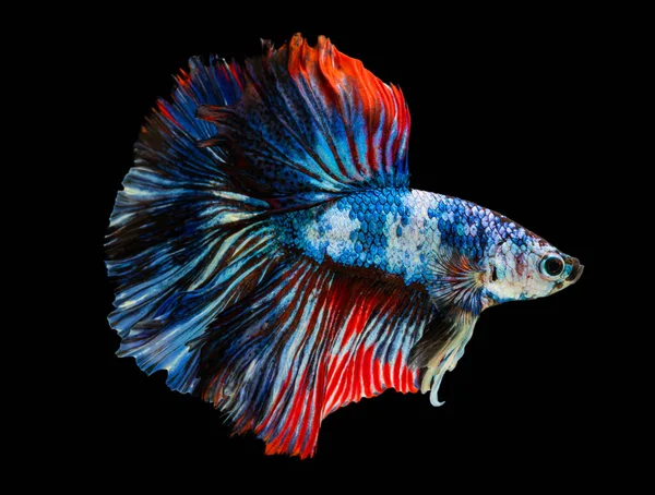 Bela Betta Splendens Meia Lua Siamês Betta Peixe Combate Peixes — Fotografia de Stock