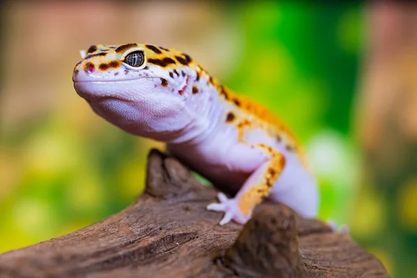 Jaszczurka Leopard Gecko Zamknij Makro Ładny Portret Gekona Eublepharis Macularius — Zdjęcie stockowe