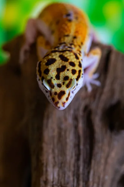 도마뱀붙이 도마뱀입니다 매크로를 가까이 Cute Leopard Gecko Portrait Eublepharis Macularius — 스톡 사진
