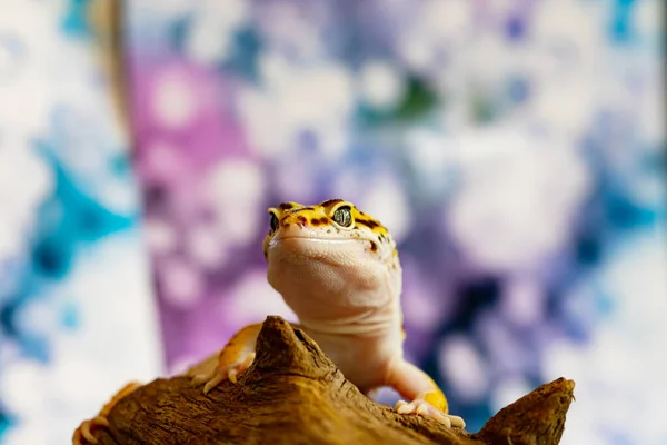 Jaszczurka Leopard Gecko Zamknij Makro Ładny Portret Gekona Eublepharis Macularius — Zdjęcie stockowe