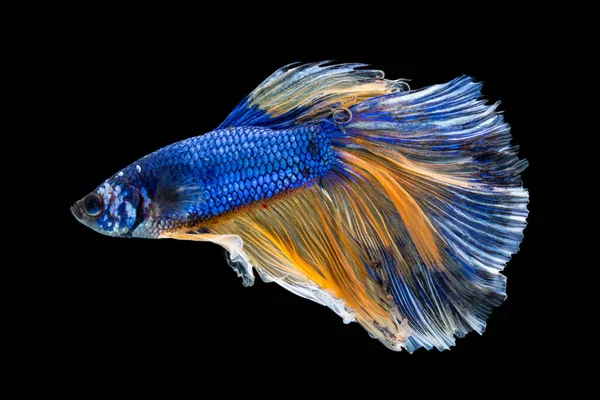 Beautiful Betta Splendens Half Moon Siamese Betta Fish Fighting Fish — Stock Photo, Image