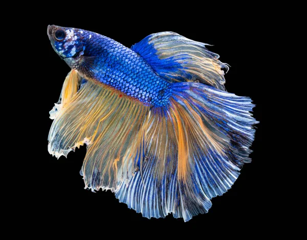 Bela Betta Splendens Meia Lua Siamês Betta Peixe Combate Peixes — Fotografia de Stock