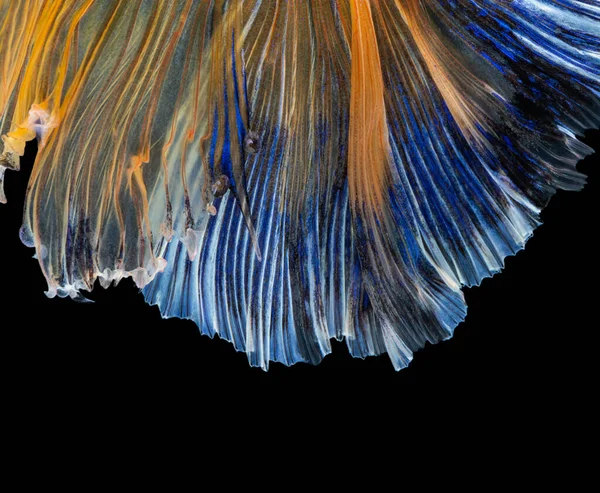 Hermosa Betta Resplandece Media Luna Siamesa Betta Pescado Lucha Contra — Foto de Stock