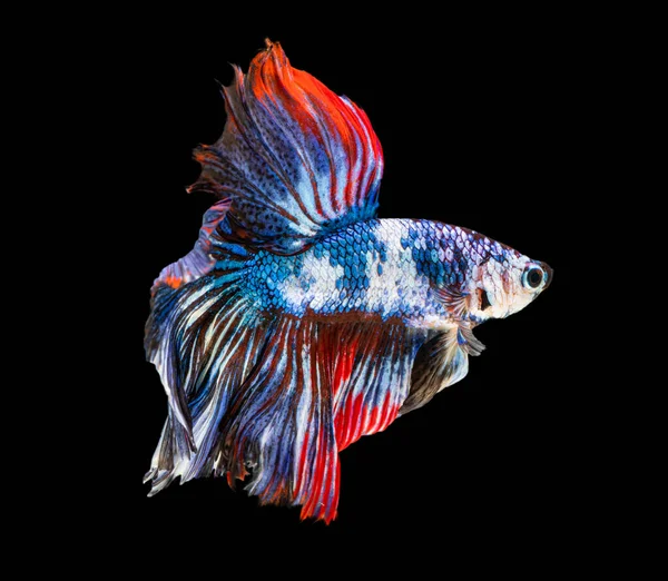 Bela Betta Splendens Meia Lua Siamês Betta Peixe Combate Peixes — Fotografia de Stock