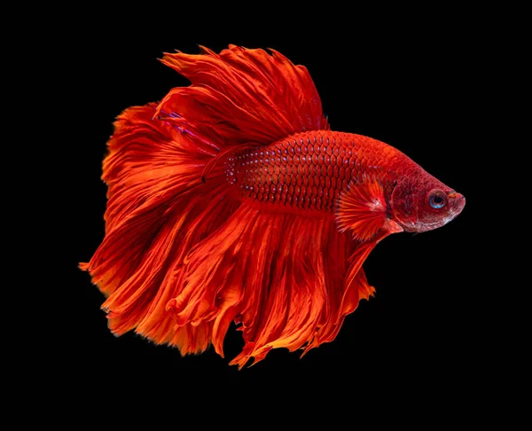 Prachtige Betta Pracht Halve Maan Siamese Betta Vis Vechten Vis — Stockfoto