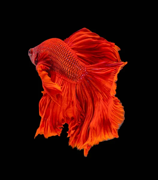 Прекрасная Бетта Изумляет Полулунную Сиамскую Рыбу Борьба Рыбой Движении Черном — стоковое фото