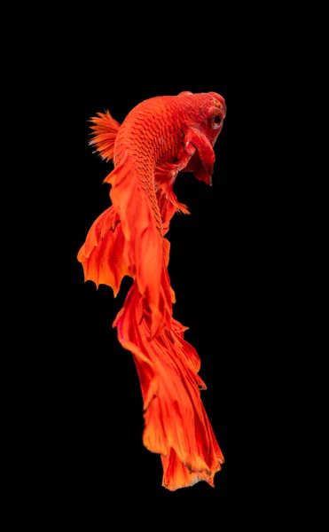 Beautiful Betta Splendens Half Moon Siamese Betta Fish Fighting Fish — Stock Photo, Image