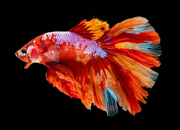 Belle Betta Splendens Demi Lune Siamois Betta Poisson Combattre Les — Photo