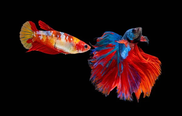 Bella Femmina Maschio Betta Splendens Mezza Luna Siamese Betta Pesce — Foto Stock