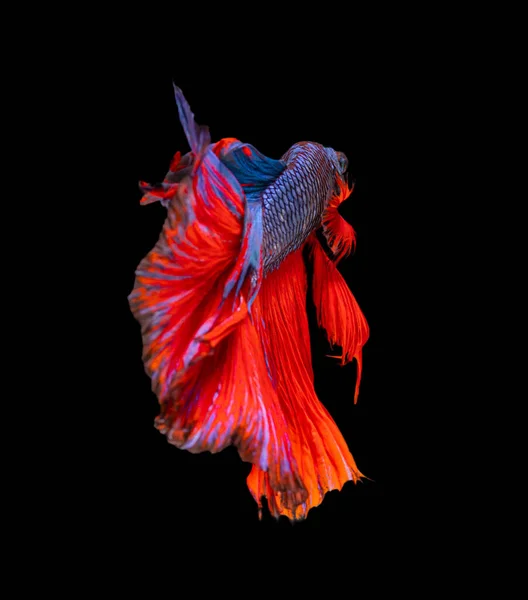 美丽的贝塔华丽的半月形暹罗贝塔鱼 在黑色背景下与运动中的鱼战斗 — 图库照片