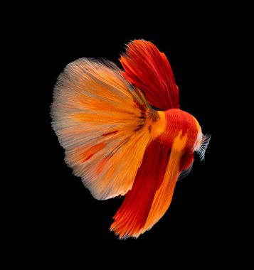 Güzel bahis, yarım ay siyam betta balığını görkemlendirir. Siyah arka planda hareket halindeki balıklarla savaşmak.