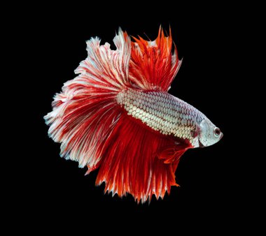 Güzel bahis, yarım ay siyam betta balığını görkemlendirir. Siyah arka planda hareket halindeki balıklarla savaşmak.