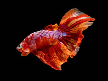 Güzel bahis, yarım ay siyam betta balığını görkemlendirir. Siyah arka planda hareket halindeki balıklarla savaşmak.