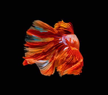 Güzel bahis, yarım ay siyam betta balığını görkemlendirir. Siyah arka planda hareket halindeki balıklarla savaşmak.