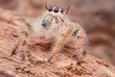 Dişi Phidippus Mystaceus doğada kereste üzerinde zıplayan örümcek..
