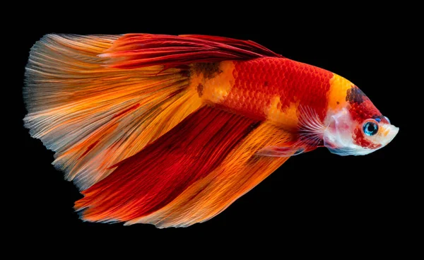 Bela Betta Splendens Meia Lua Siamês Betta Peixe Combate Peixes — Fotografia de Stock