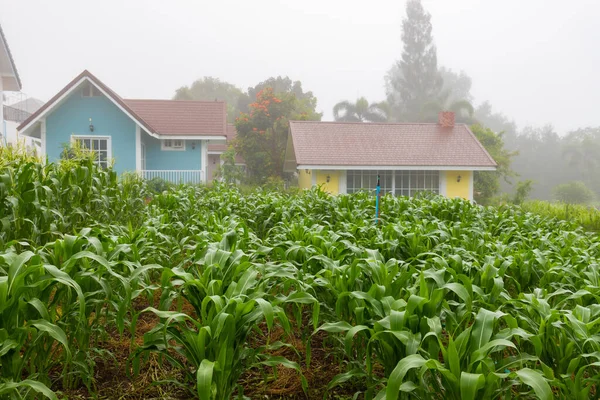 ⬇ Скачать Картинки Corn Plants In The Background, Стоковые Фото.