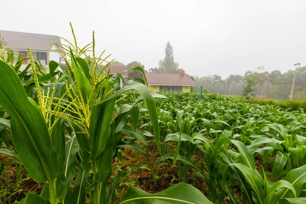 Green Corn Field Morning Time Morning Fog — Stock Photo, Image