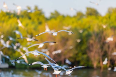 Bang Pu Dinlenme Merkezi 'ndeki martı grubu, Tayland, Samut Prakan' a ait olan Bangkok Körfezi kıyısındaki bir tatil beldesidir..