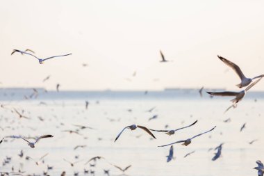 Bang Pu Dinlenme Merkezi 'ndeki martı grubu, Tayland, Samut Prakan' a ait olan Bangkok Körfezi kıyısındaki bir tatil beldesidir..