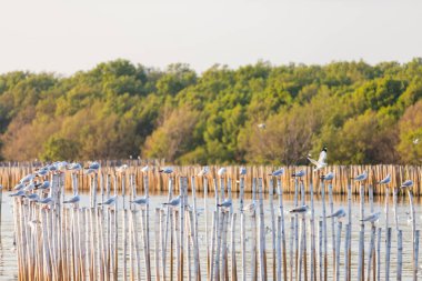 Bang Pu Dinlenme Merkezi 'ndeki martı grubu, Tayland, Samut Prakan' a ait olan Bangkok Körfezi kıyısındaki bir tatil beldesidir..