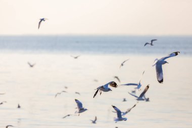Bang Pu Dinlenme Merkezi 'ndeki martı grubu, Tayland, Samut Prakan' a ait olan Bangkok Körfezi kıyısındaki bir tatil beldesidir..