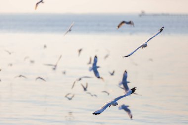 Bang Pu Dinlenme Merkezi 'ndeki martı grubu, Tayland, Samut Prakan' a ait olan Bangkok Körfezi kıyısındaki bir tatil beldesidir..