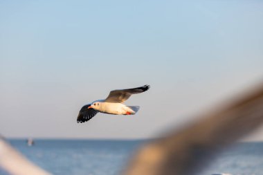 Bang Pu Dinlenme Merkezi 'ndeki martı grubu, Tayland, Samut Prakan' a ait olan Bangkok Körfezi kıyısındaki bir tatil beldesidir..