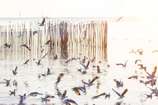 Group Seagulls Bang Recreation Center Seaside Resort Bay Bangkok Belonging — Stock Photo, Image