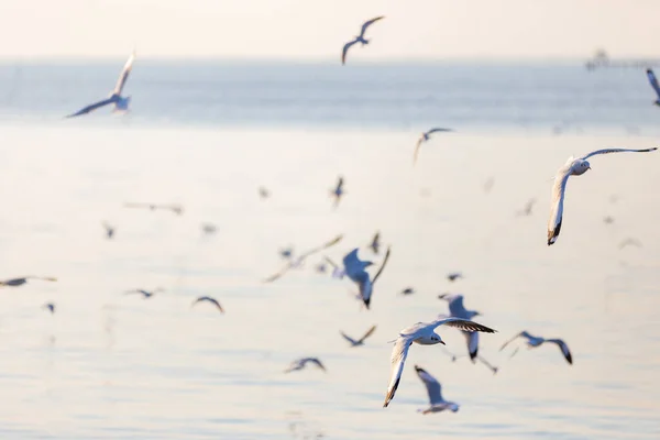 Group Seagulls Bang Recreation Center Seaside Resort Bay Bangkok Belonging — Stock Photo, Image