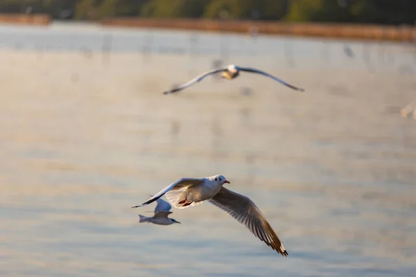 Group Seagulls Bang Recreation Center Seaside Resort Bay Bangkok Belonging — Stock Photo, Image