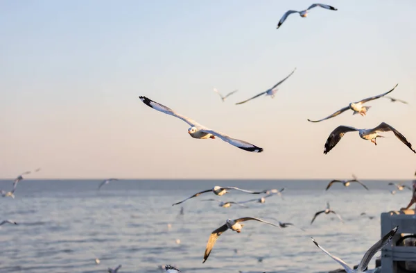 Group Seagulls Bang Recreation Center Seaside Resort Bay Bangkok Belonging — Stock Photo, Image