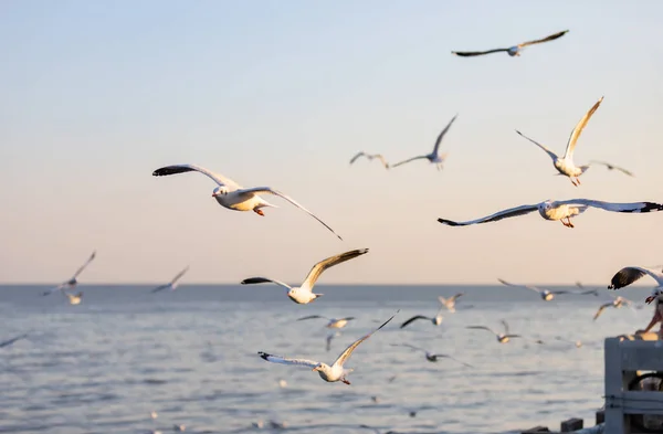 Group Seagulls Bang Recreation Center Seaside Resort Bay Bangkok Belonging — Stock Photo, Image