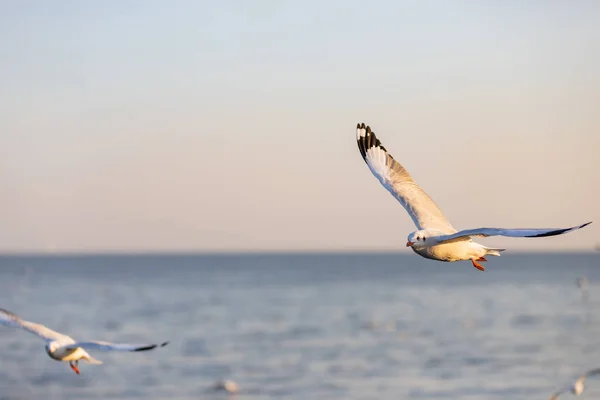 Group Seagulls Bang Recreation Center Seaside Resort Bay Bangkok Belonging — Stock Photo, Image