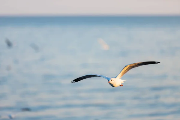 Group Seagulls Bang Recreation Center Seaside Resort Bay Bangkok Belonging — Stock Photo, Image