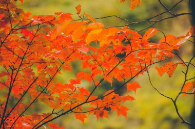 akçaağaç yaprağı, Nikko, ağaç dalı ile renkli ağaçlar-güzel Güz. Japonca akçaağaç yaprakları renk sonbahar. Doku ve arka plan.
