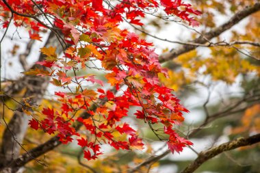 akçaağaç yaprağı, Nikko, ağaç dalı ile renkli ağaçlar-güzel Güz. Japonca akçaağaç yaprakları renk sonbahar. Doku ve arka plan.