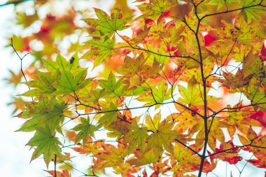 akçaağaç yaprağı, Nikko, ağaç dalı ile renkli ağaçlar-güzel Güz. Japonca akçaağaç yaprakları renk sonbahar. Doku ve arka plan.
