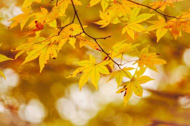 akçaağaç yaprağı, Nikko, ağaç dalı ile renkli ağaçlar-güzel Güz. Japonca akçaağaç yaprakları renk sonbahar. Doku ve arka plan.