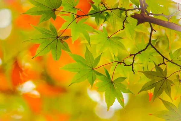 maple leaf, tree branch in beautiful autumn at Nikko with colorful trees. Japanese Maple Leaves Color of autumn. Texture and Background.