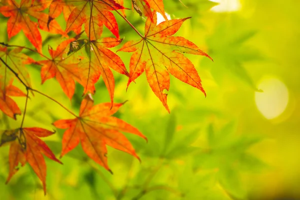 maple leaf, tree branch in beautiful autumn at Nikko with colorful trees. Japanese Maple Leaves Color of autumn. Texture and Background.