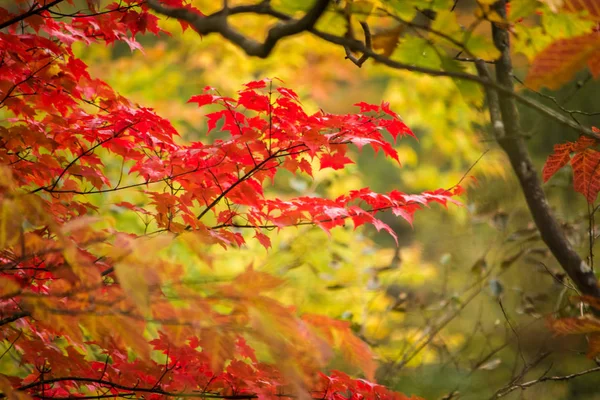 Maple Leaf Ága Szép Őszi Nikko Színes Japán Juhar Levelek Stock Kép