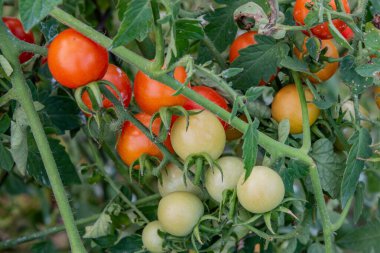 Sezon için Son Kiraz Domatesleri, York İlçesi PA