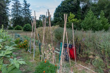 Wheel Barrow in the Garden, York City PA