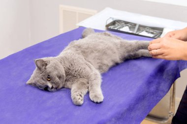 Kedi bir işletim masa üzerinde ameliyat öncesi anestezi altında.