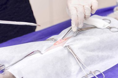 Bir hayvan hastalıklarıyla ilgili klinik bir kedi, bir kedi bir işletim masa üzerinde sterilizasyon